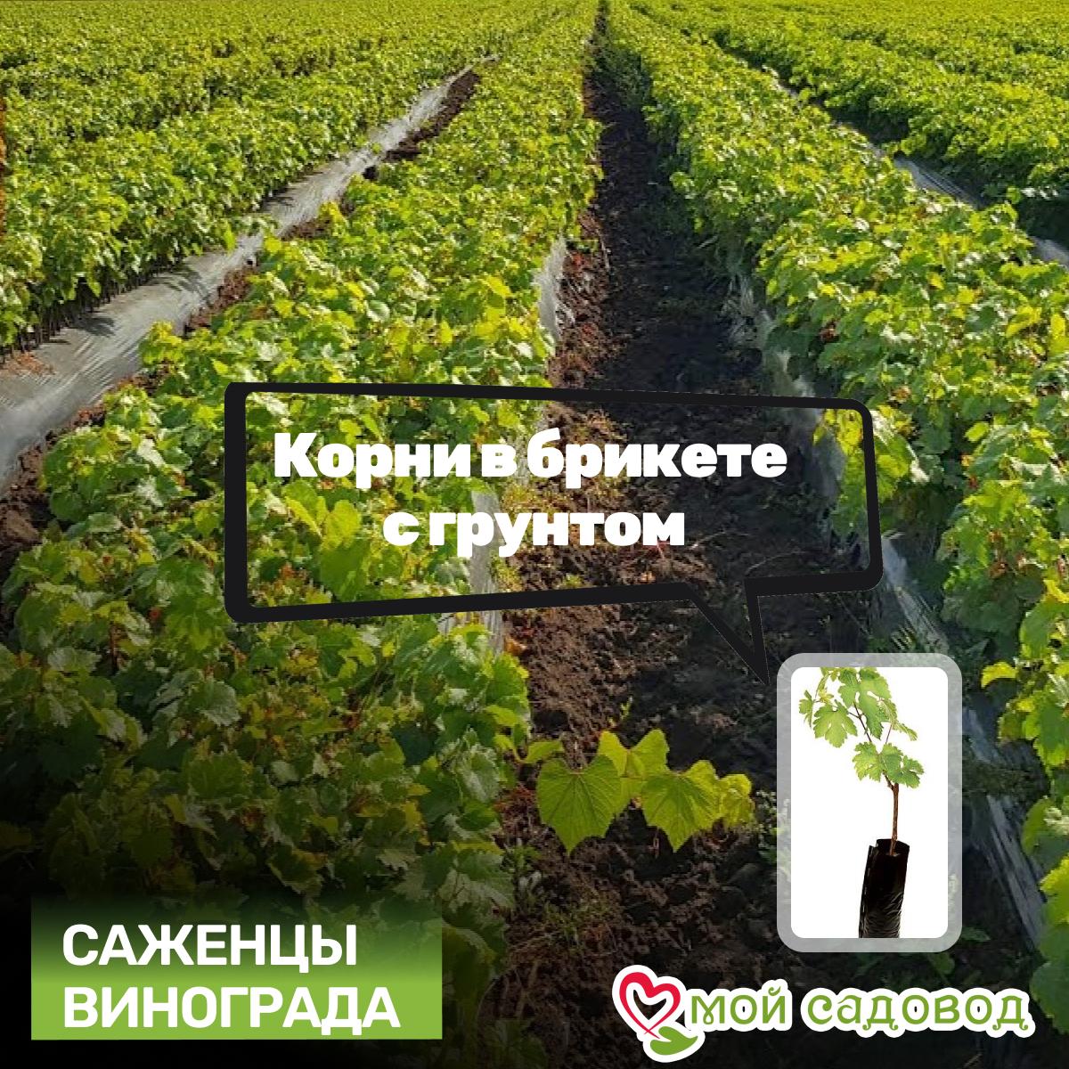 Виноград Рубиновый Магарача