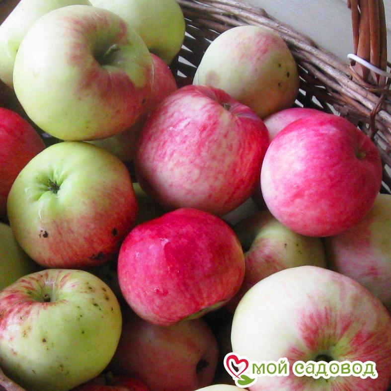 Яблоня Мельба