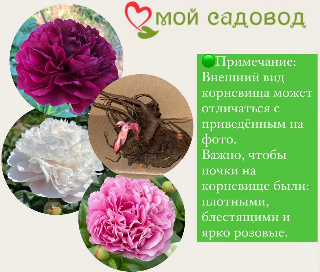 Пион травянистый Оффициналис Рубра Плена