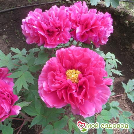 Пион древовидный Король Цветов