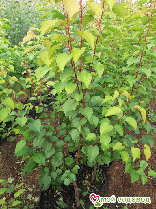 Абрикос Суворов колоновидный