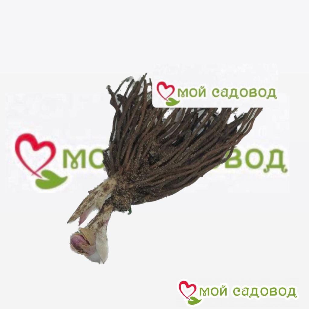 Хоста Кингс Краун